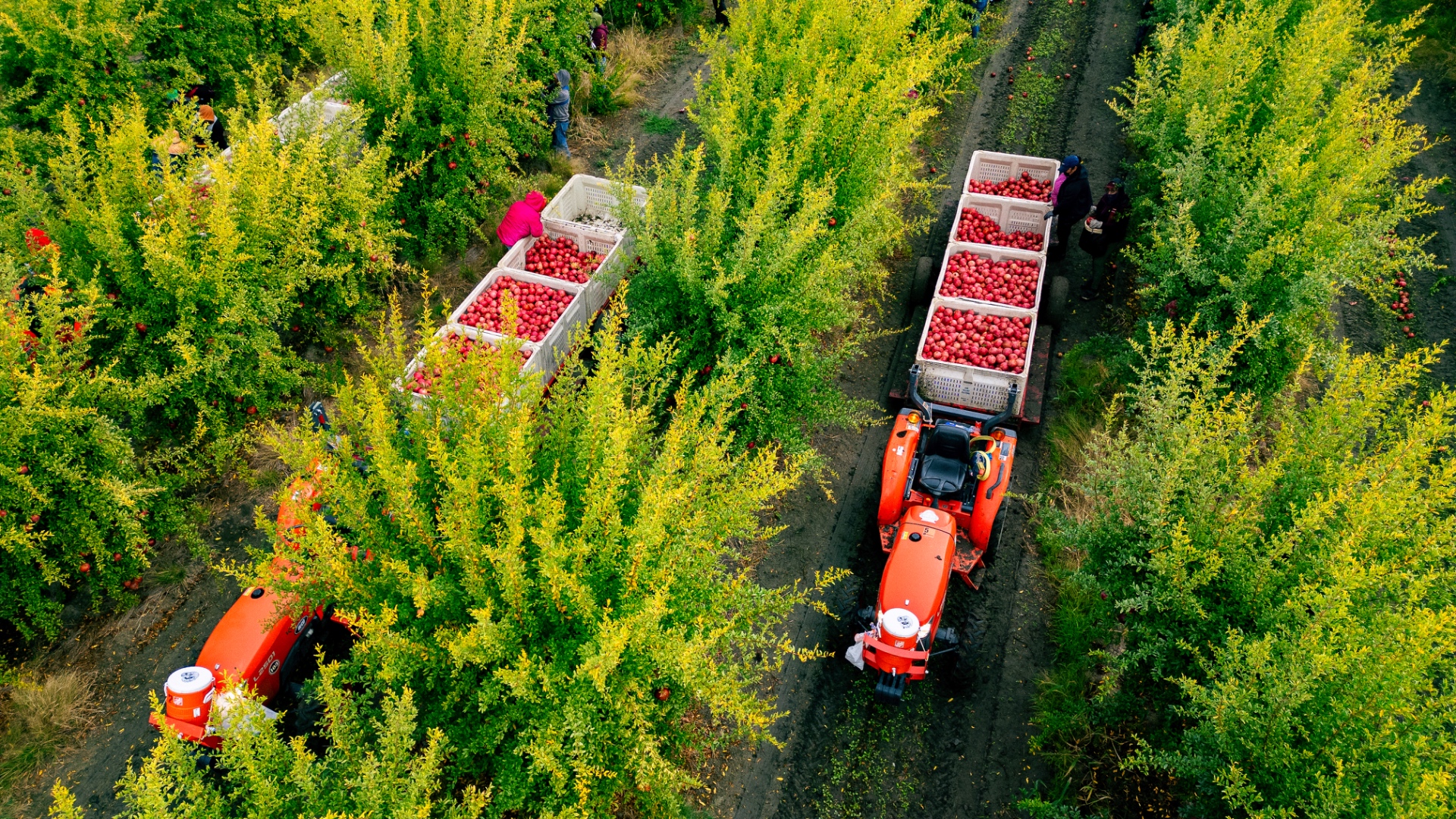 DJ Forry vineyards from above