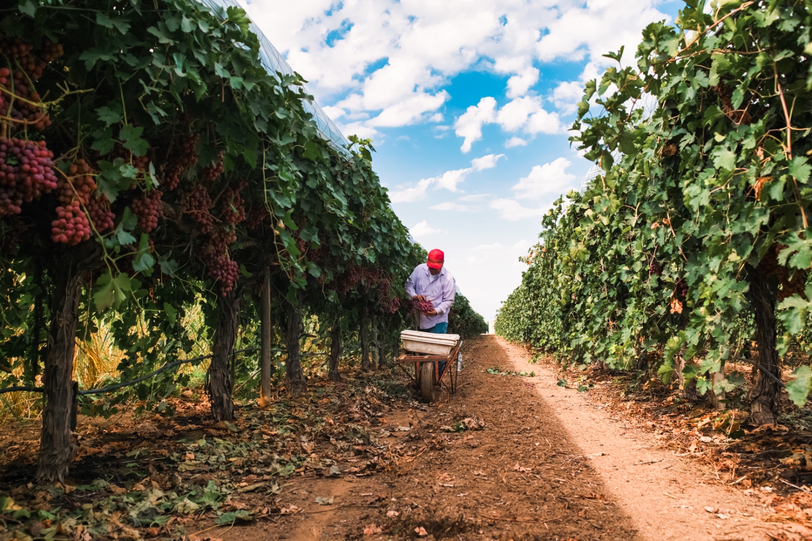DJ Forry family farm vineyard