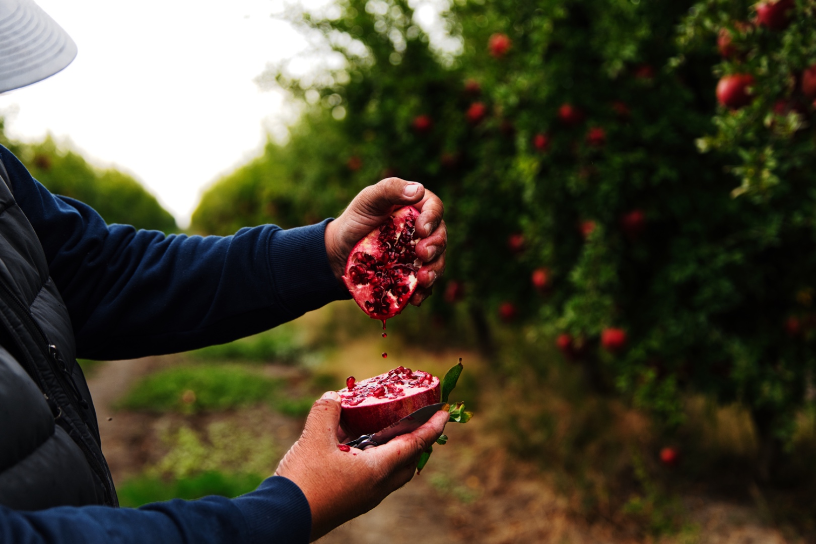 DJ Forry pomegranates